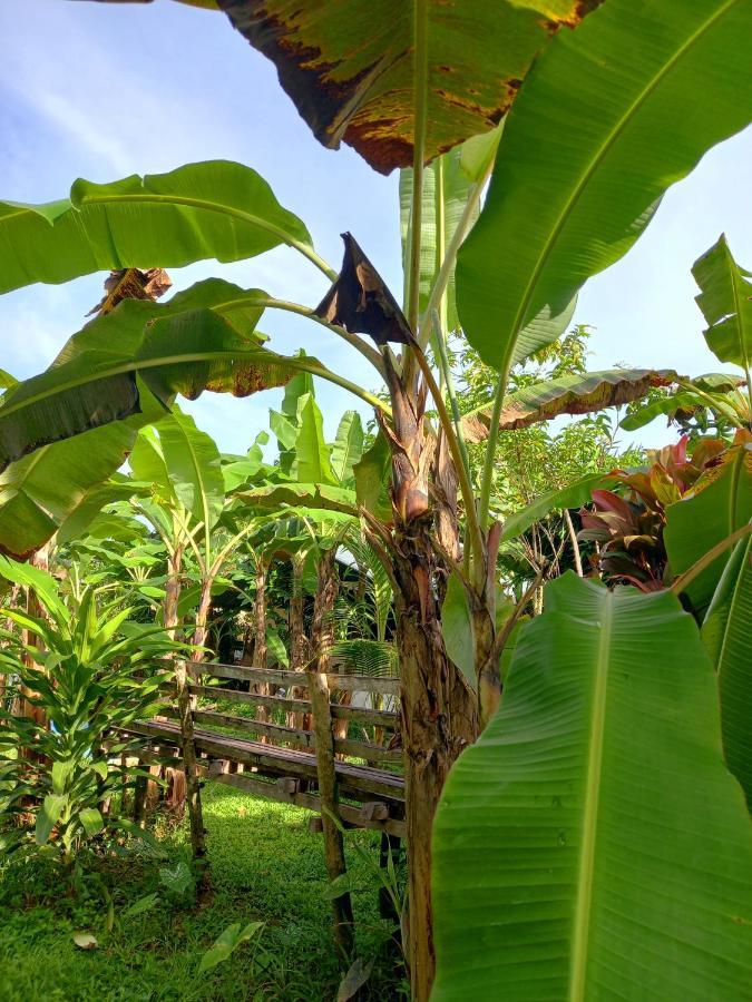 Banana Grove El Nido Hotel Eksteriør billede