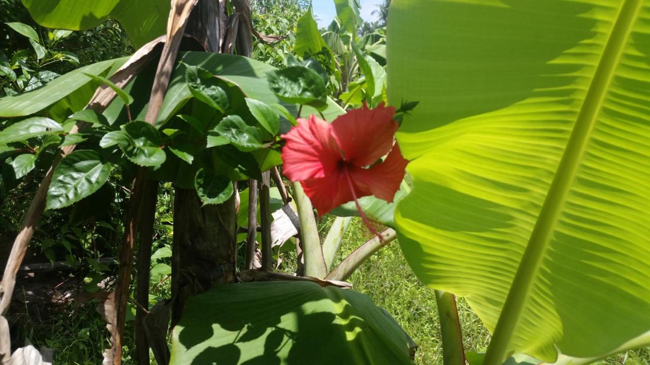 Banana Grove El Nido Hotel Eksteriør billede